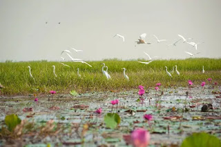 Asan Conservation Reserve becomes Uttarakhand's first Ramsar site