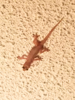 lizard gecko on house wall in Guatemala