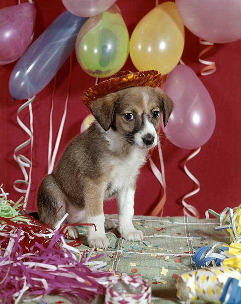 happy birthday puppy images happy birthday puppy images