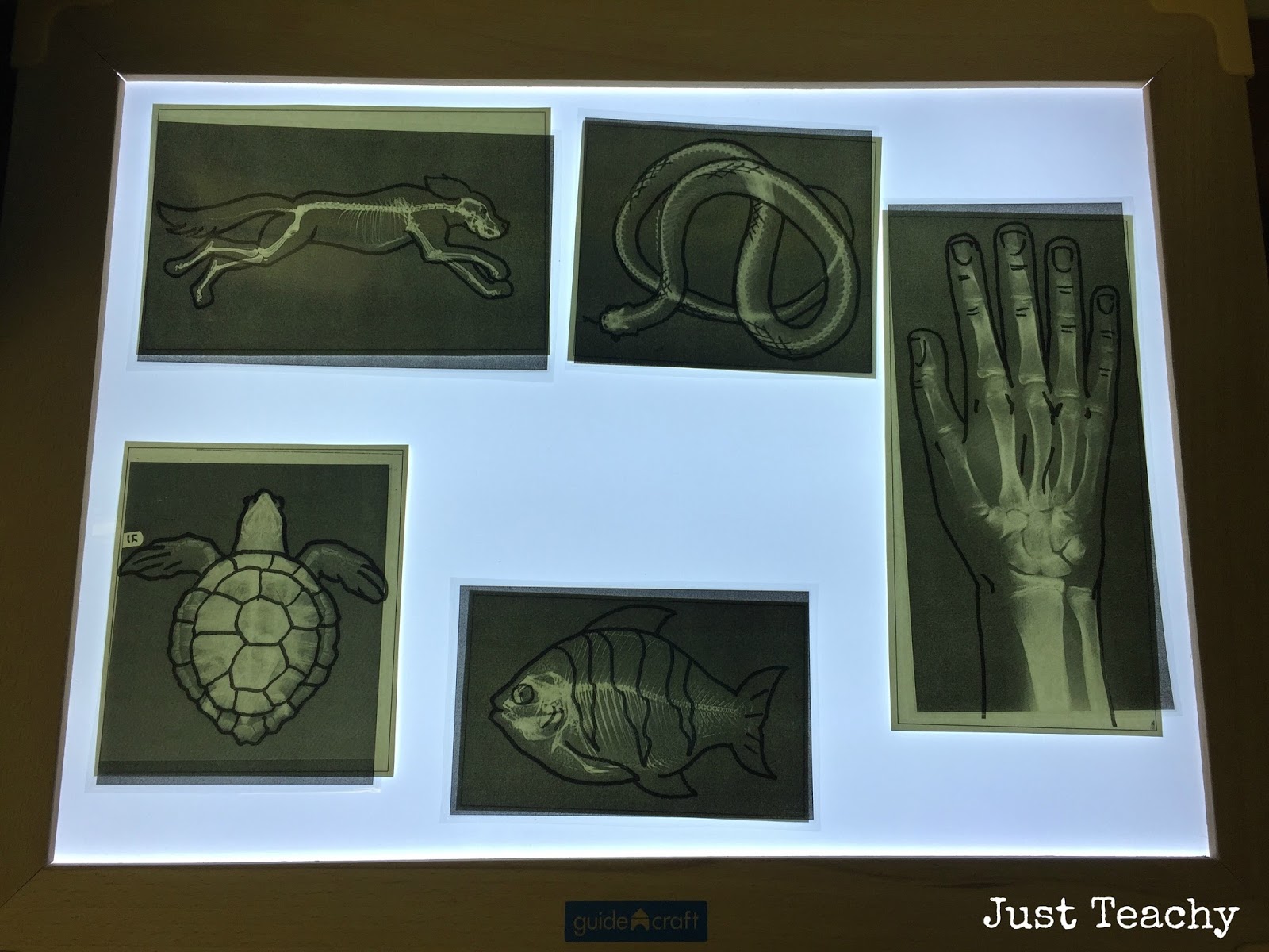 Our New Light Table Just Teachy