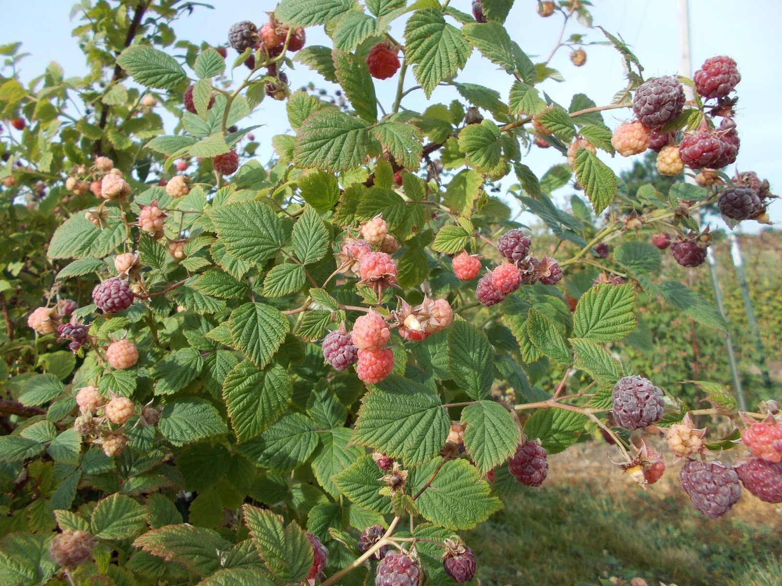 Brenda's Berries & Orchards Many Purple Raspberries Ripe