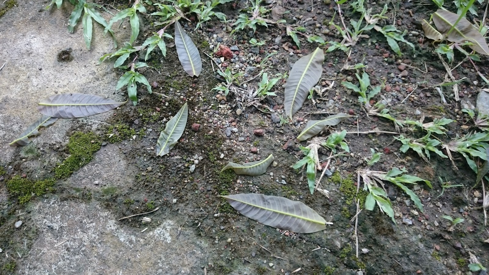 Pucuk Daun Mangga Rumah Anda Seperti Dipotong Orang? Serta