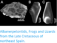https://sciencythoughts.blogspot.com/2015/12/albanerpetontids-frogs-and-lizards-from.html