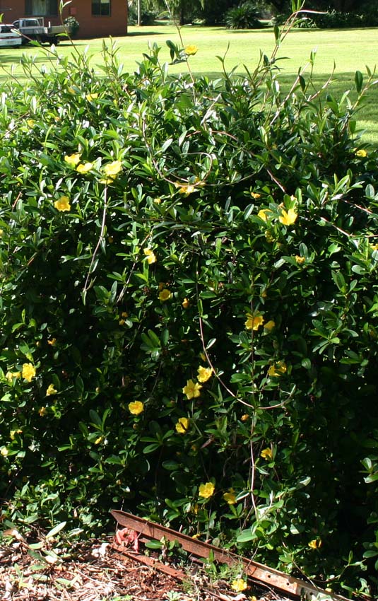 Toowoomba Plants Snake Vine