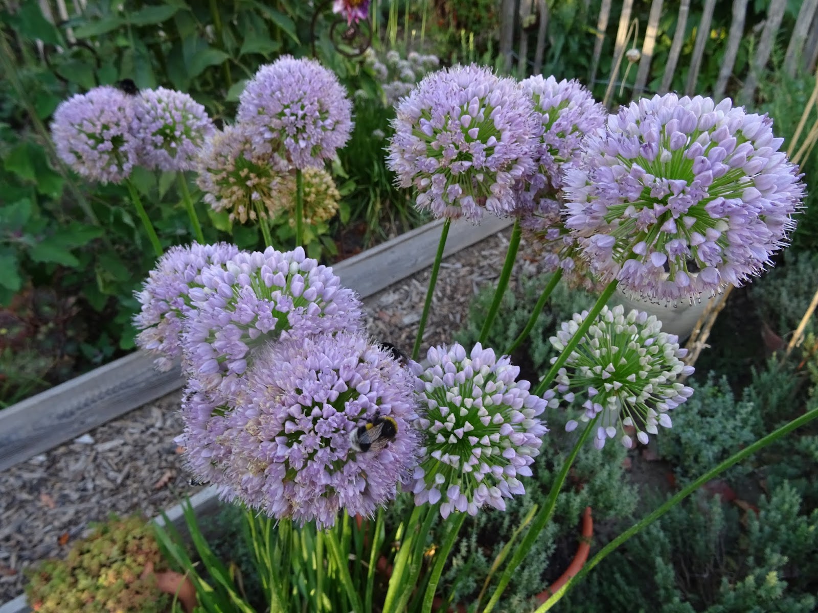 Naturliches Gartnern Ist Der Schlussel Eine Ausnahme Erlaube Ich
