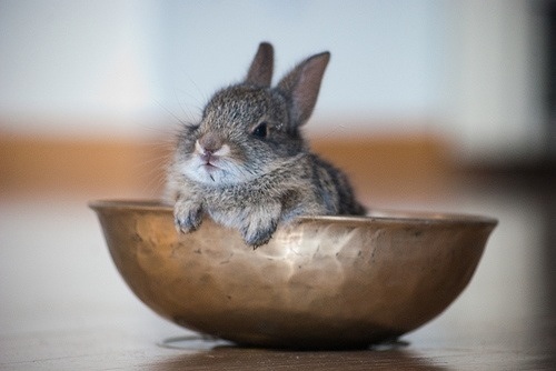30 pictures of cute bunny, cute bunny pictures, cute bunny