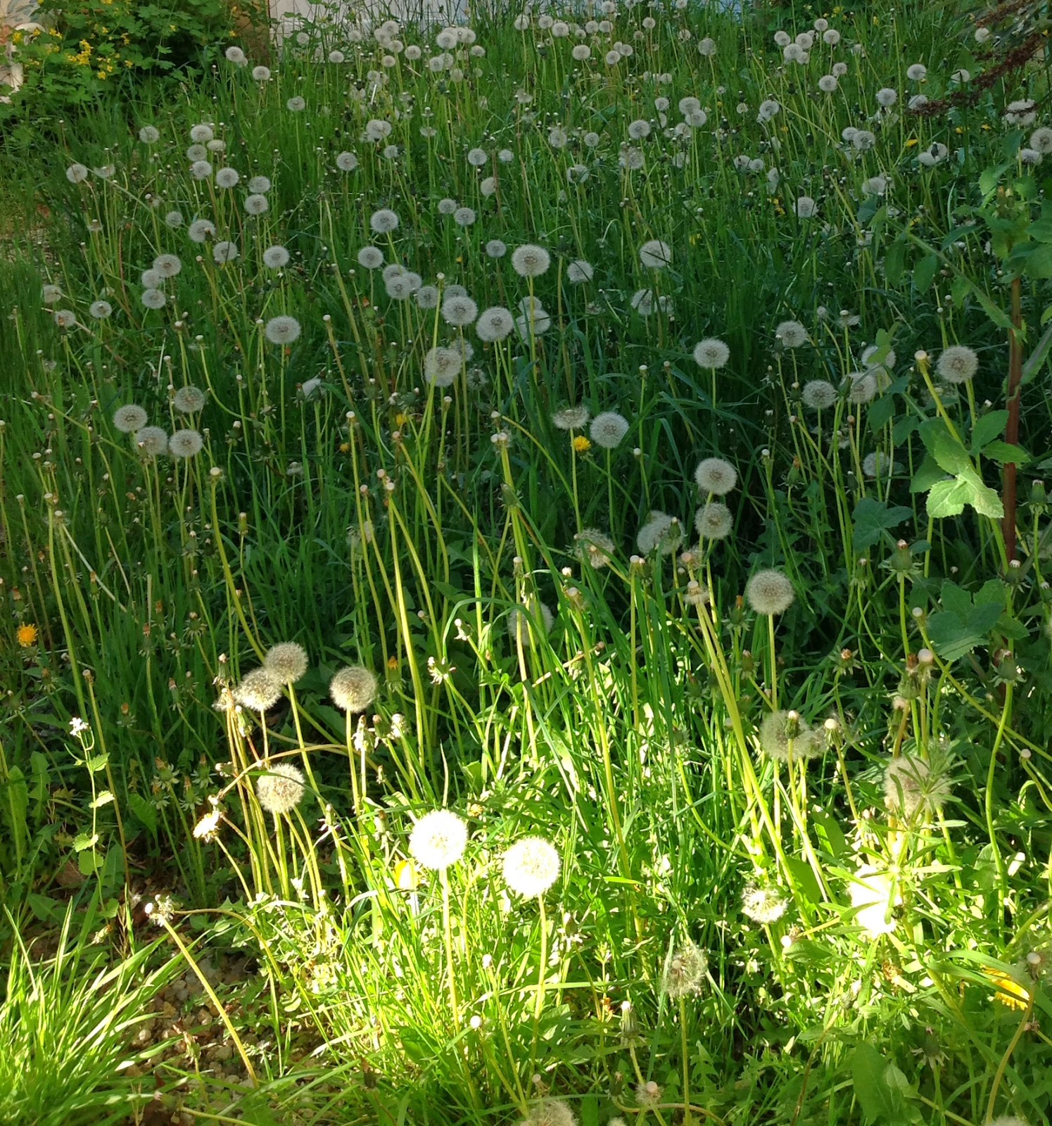 Construint històries A Carles Capdevila in memoriam