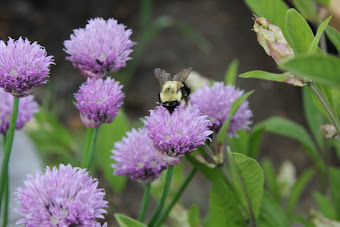 Chives