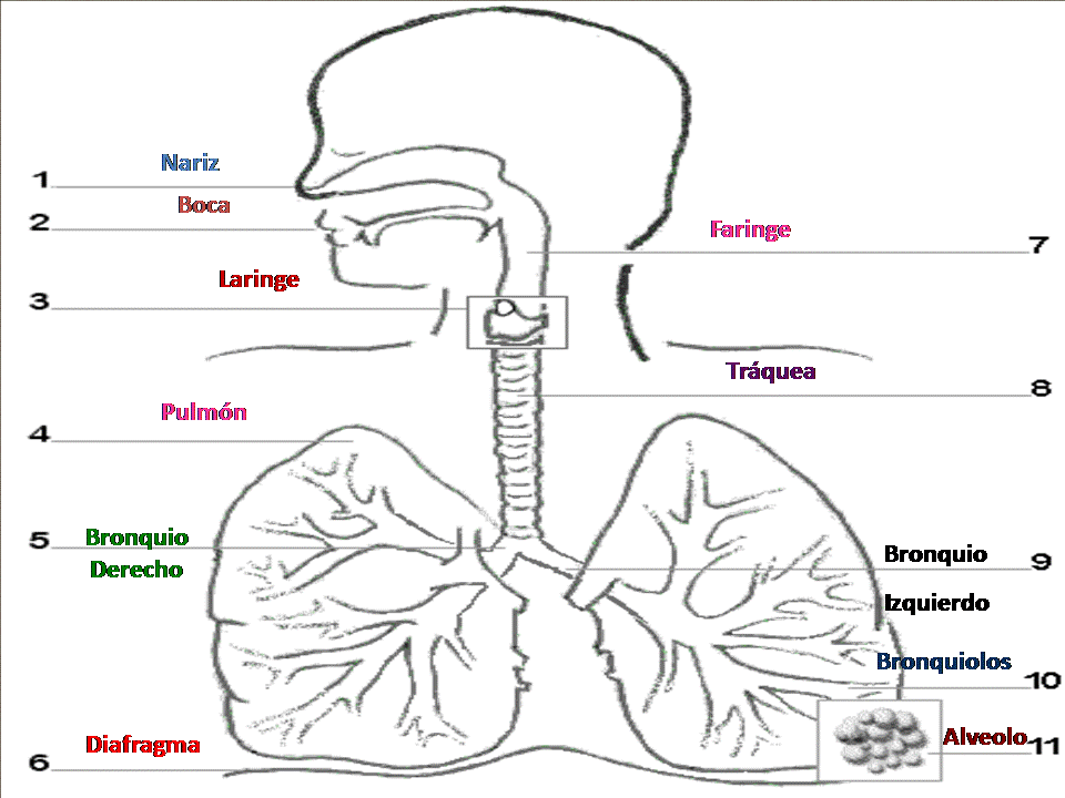 Anatomia y mas Sistema Respiratorio (anatomia