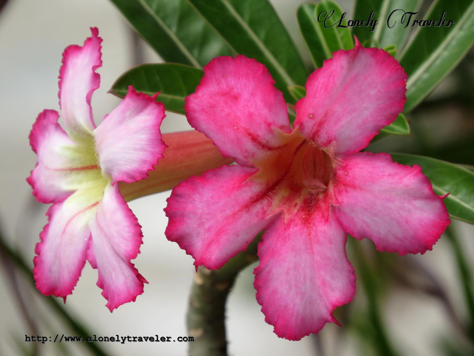 Desert Rose Adenium Obesum