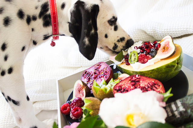 مكونات طعام الكلاب الأساسية لكلاب صحية