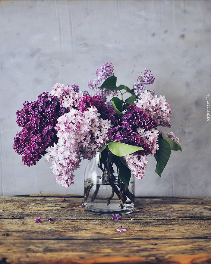 Favourite Things: Late-Spring Lilacs