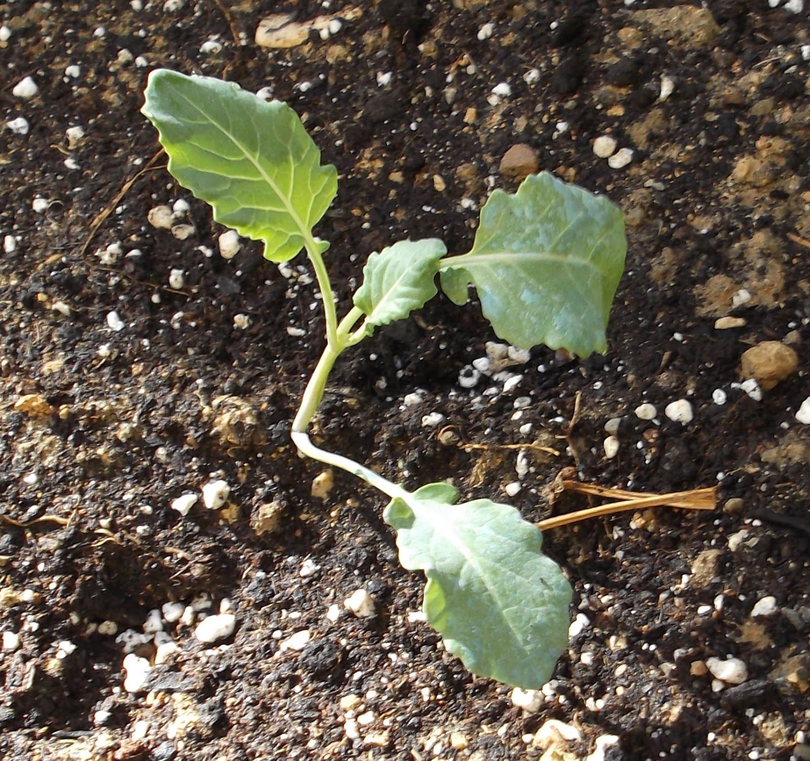 Cocina con Candela: Mi huerto capítulo 2