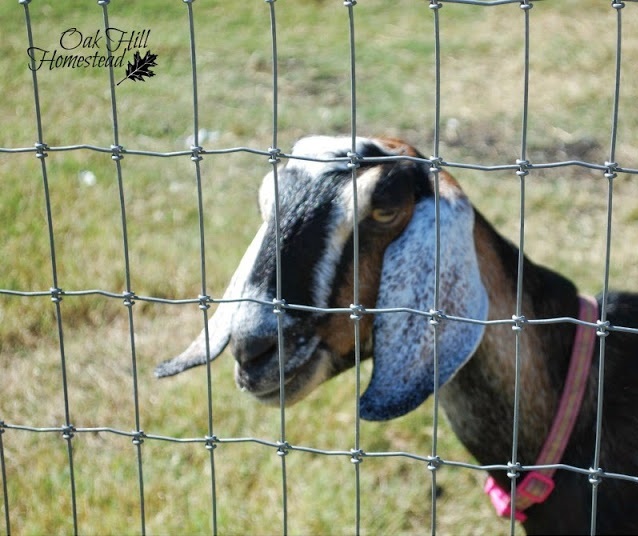 Black and white-spotted Nubian dairy goat with a pink collar,behind a woven wire fence.