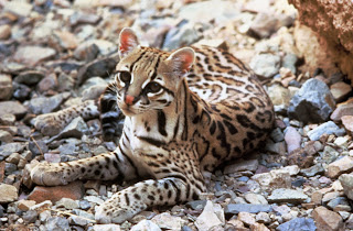 Oselo (Leopardus pardalis)