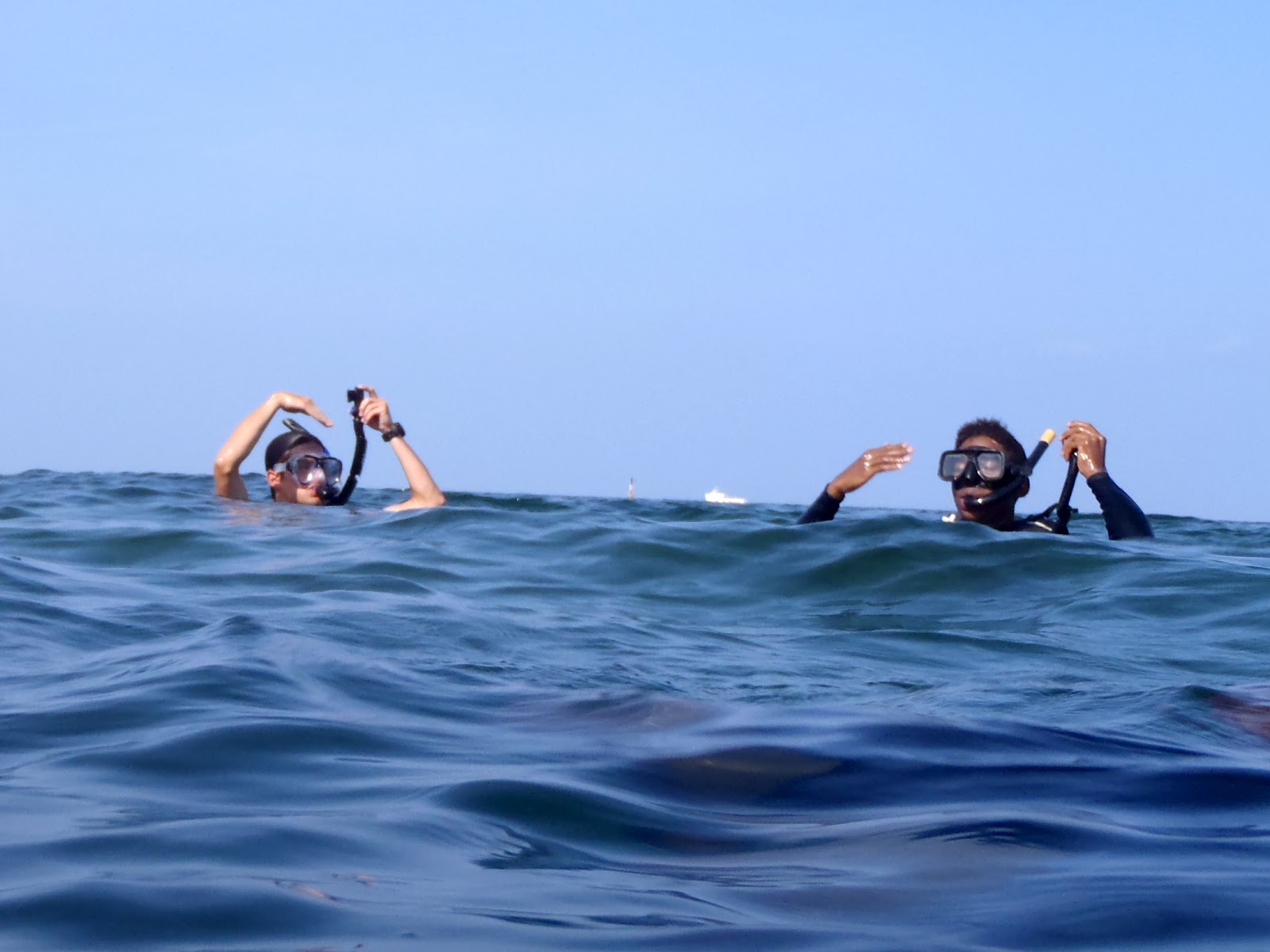 Of Sea Turtles and Sharks Relearning to Skin Dive