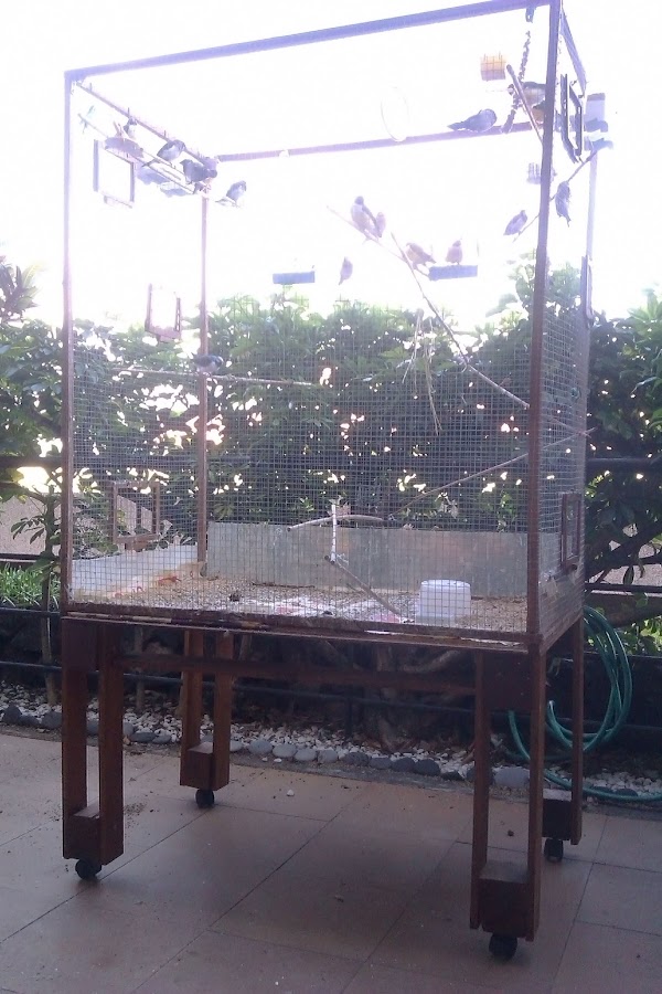 Jaula de Pájaros con Palets