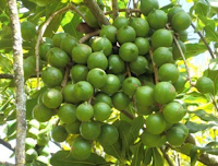 kenyan macadamia