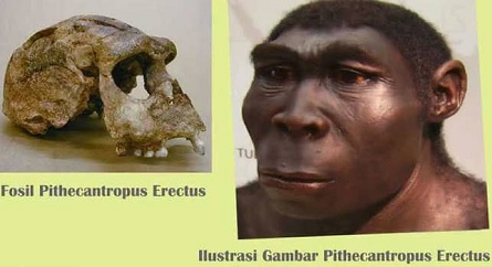 Perbedaan Pithecantropus Erectus Dan Homo Sapiens Beserta Gambarnya