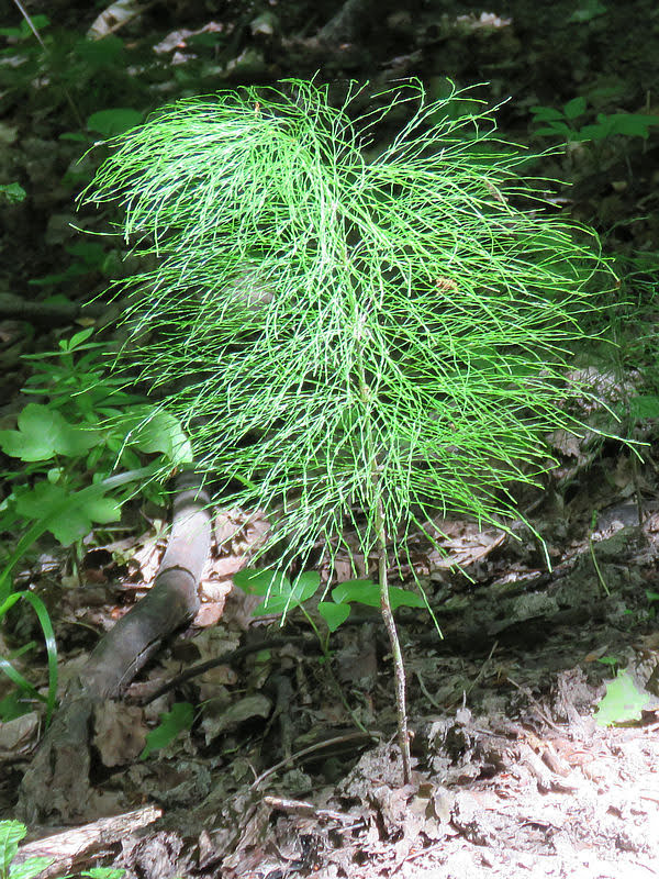 Skrzyp leśny (Equisetum sylvaticum L.) skrzyp