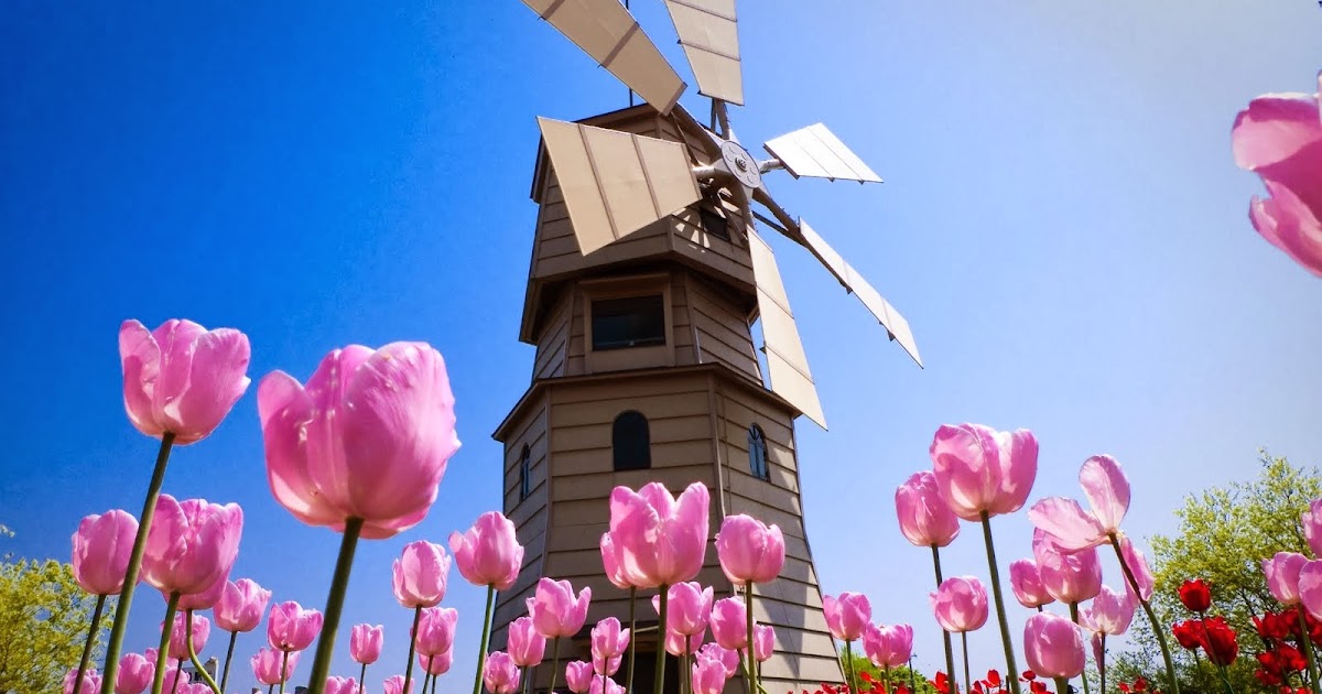 ACTUAL Y CURIOSO El orígen de los tulipanes en Holanda