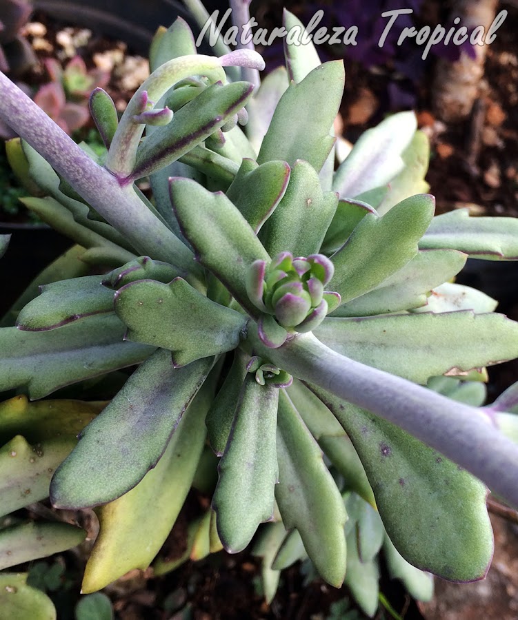 Inflorescencia formándose en la planta Senecio Coral, Senecio fulgens