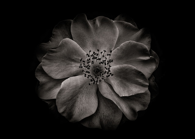 Backyard Flowers In Black And White 84 by The Learning Curve Photography