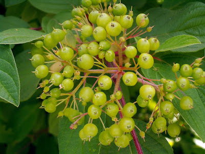 Cornus sericea Berries: photo by Cliff Hutson