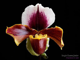 Orquídeas no Apê: Orquídea Sapatinho
