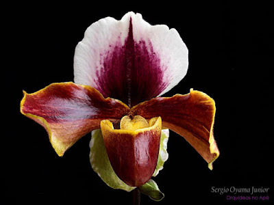 Orquídea Paphiopedilum híbrida