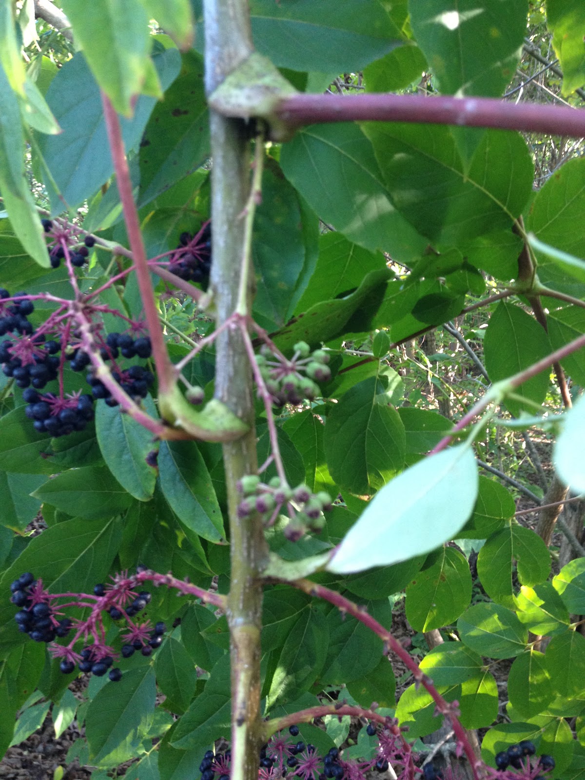 Contrary to the matter Elderberry in my back yard!!