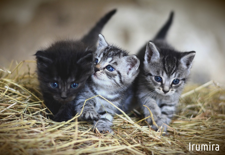 15 Hewan Paling Imut Di Dunia Berdasarkan Voting Global Irumira