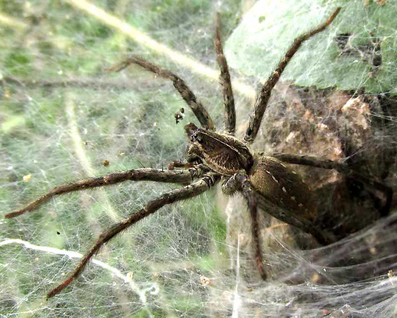 Are Grass spiders poisonous? How do I identify a grass spider?