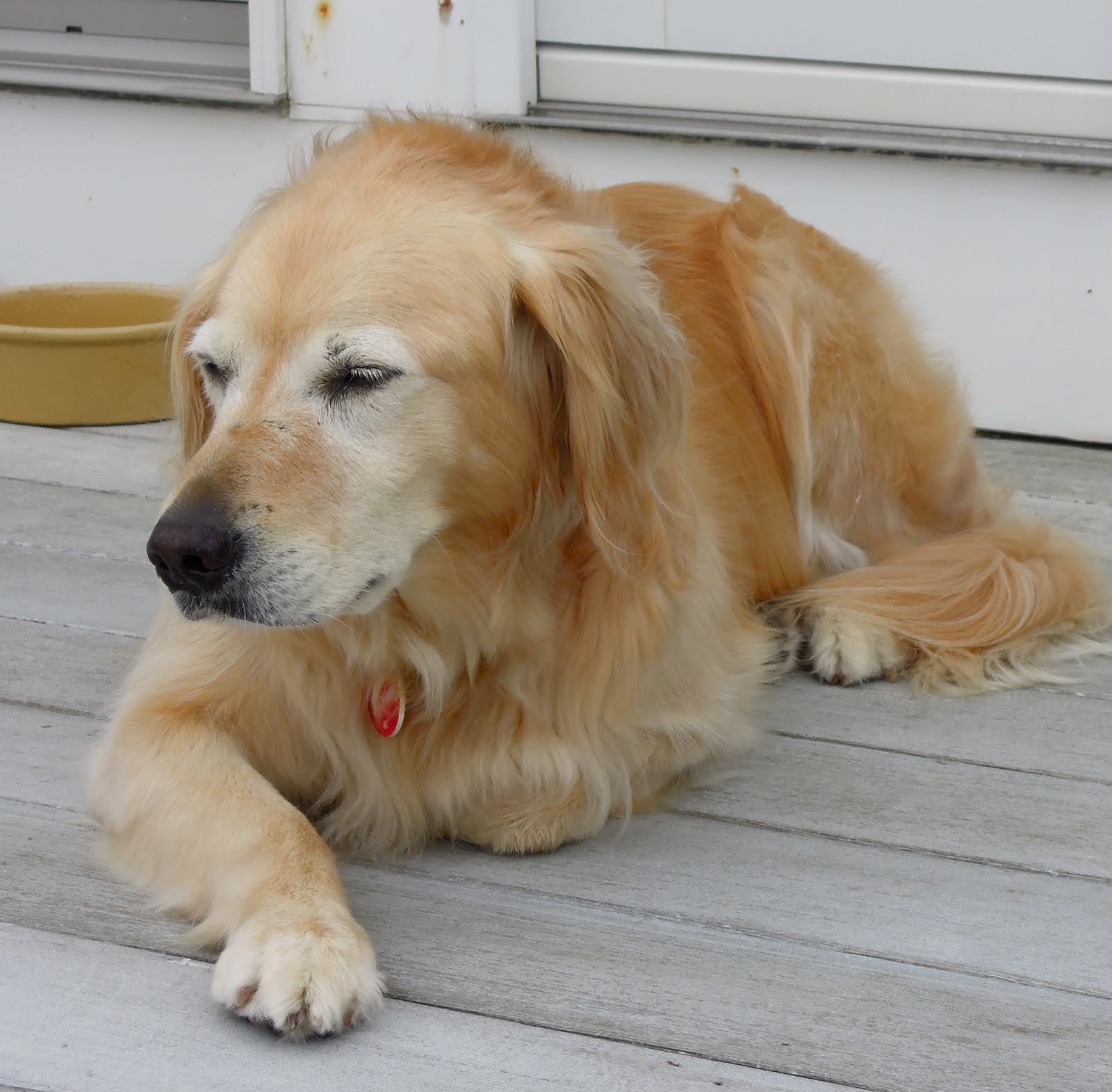 Antiqueaholics IT'S A DOG'S LIFE GOLDEN RETRIEVER KAYAKING