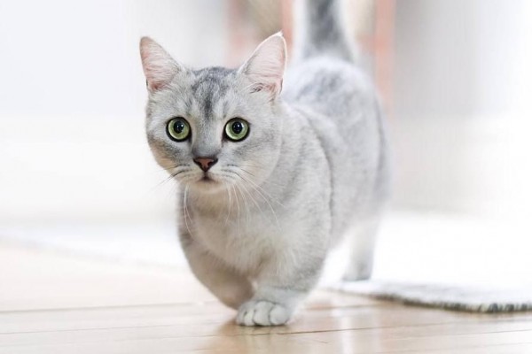 Jenis Kucing Kaki Pendek dan Harganya 2021