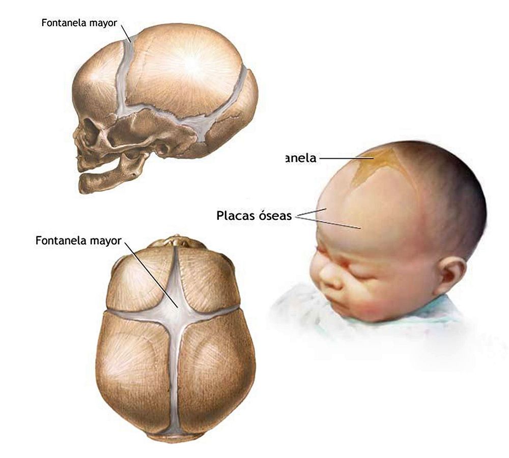 Fontanelas Definición, características e importancia OdontoVida