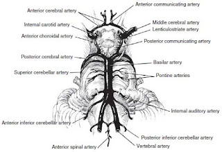 Berry Aneurysm anatomy