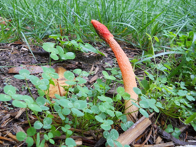 Mushroom Penis 46