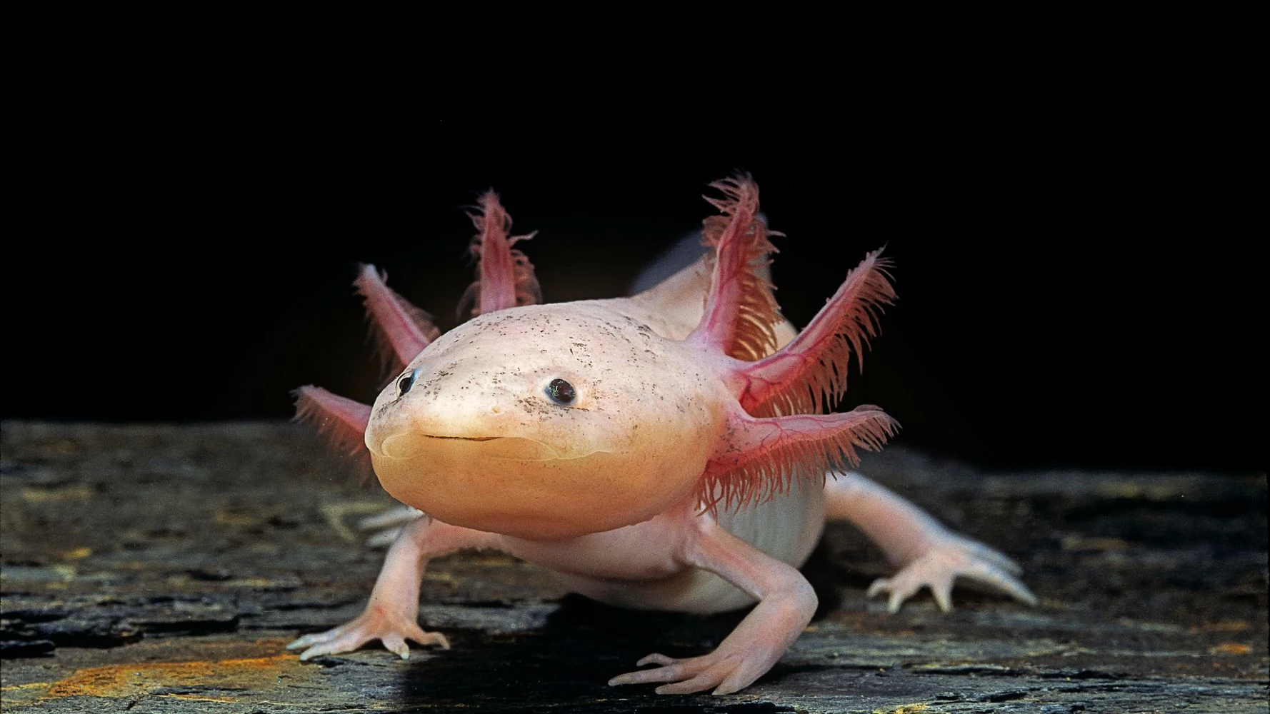 pink-axolotl