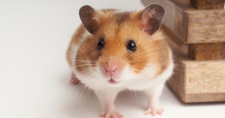 evcil hamster nasil bakilir hamster bakimi icin puf noktalari
