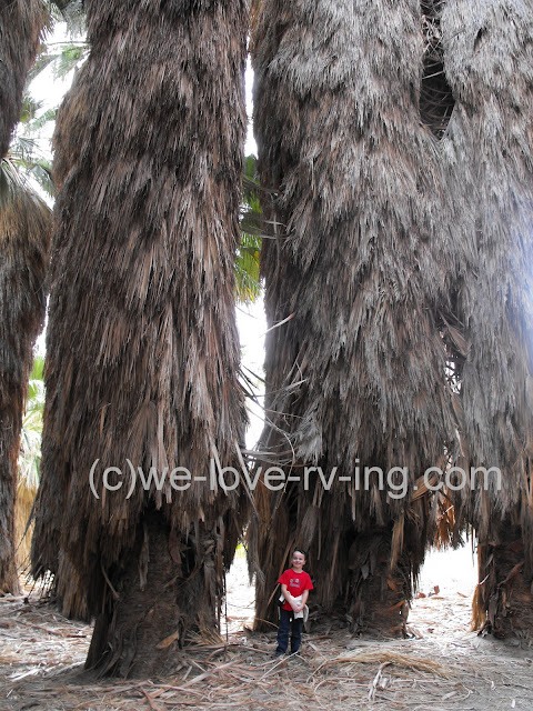 This cluster of trees offers shade in McCallum Grove