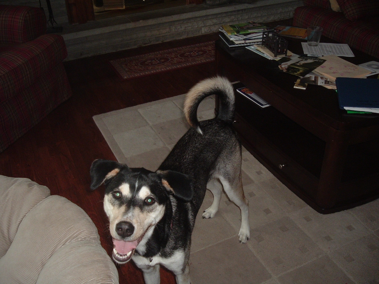 ONE DOG AT A TIME RESCUE Hugo Husky/Lab Mix