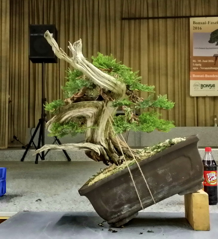 Bonsai Koryuu Kai Leipzig bonsai show