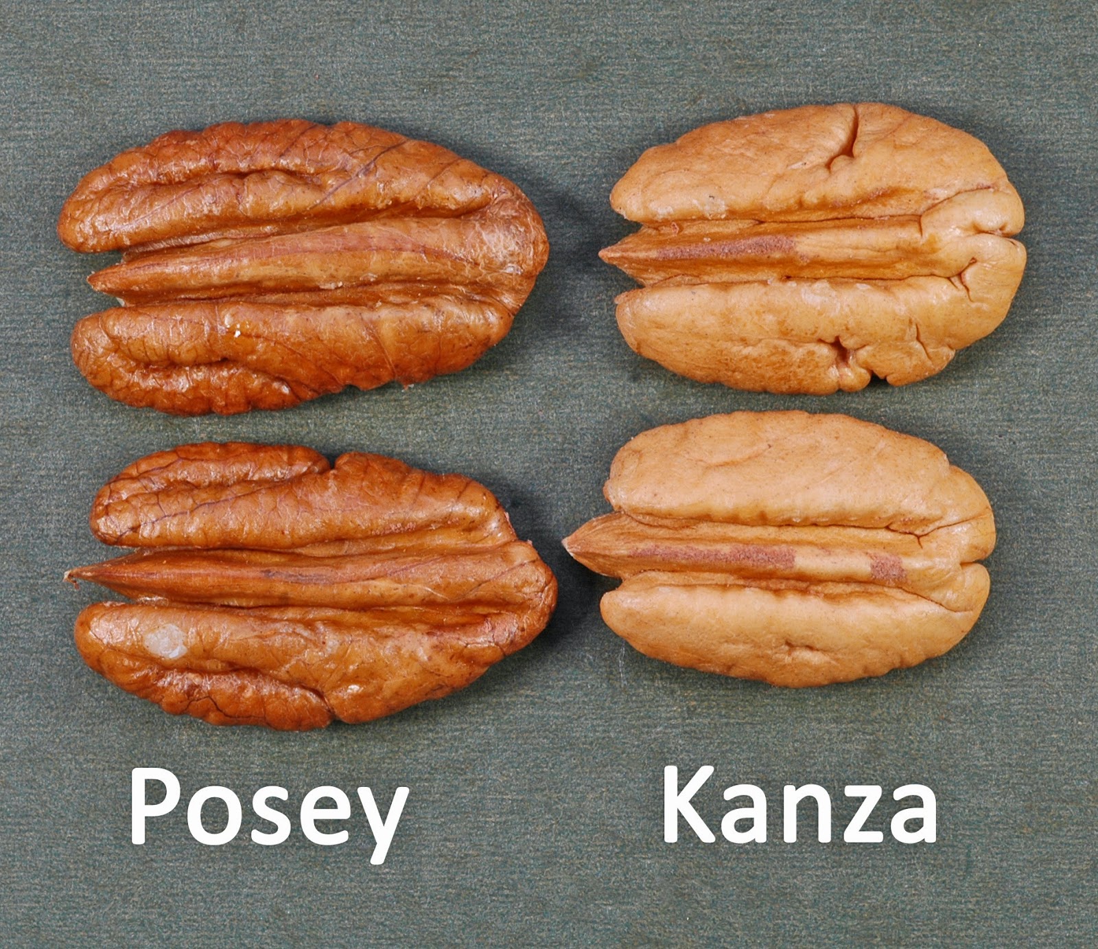 Northern Pecans Posey pecan early history and current observations