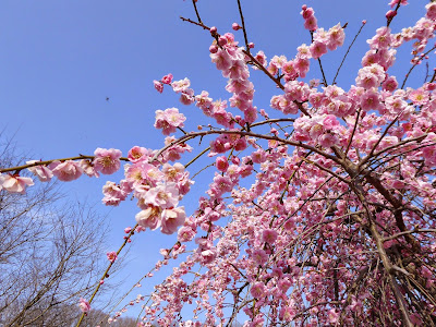 山田池公園の枝垂れ梅