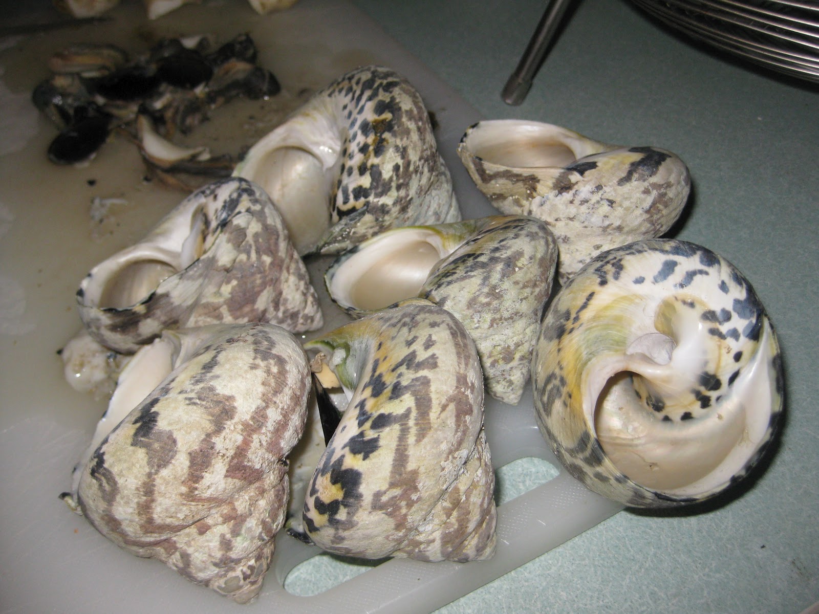 Choosing The Better Life: Hunting Large Sea Snails