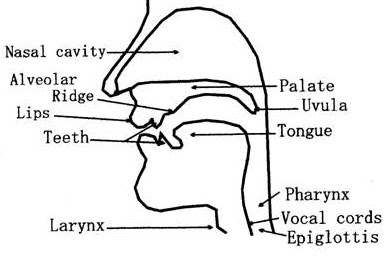 Organs of Speech with diagram | Classification of Organs of speech