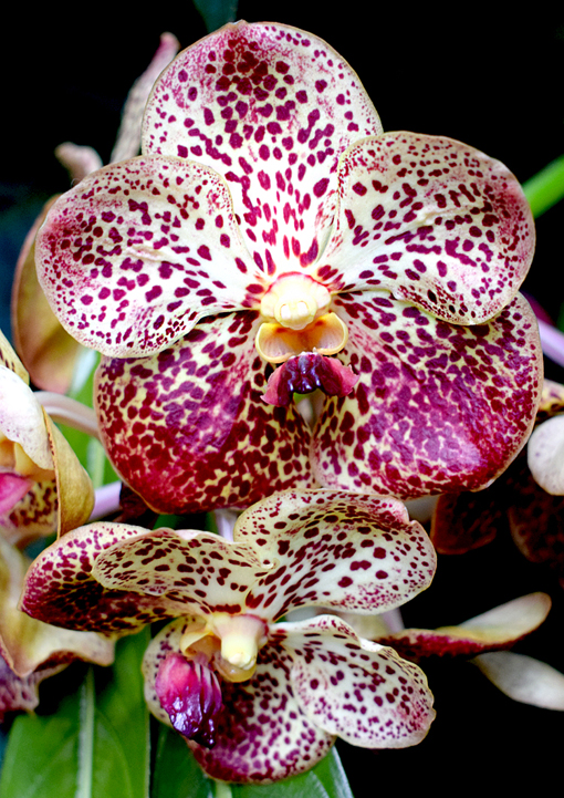 Orchid Daze 2018 | Atlanta Botanical Garden | Photo: Travis S. Taylor