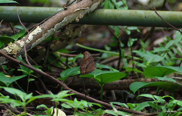 雞南山散步，森林暮眼蝶