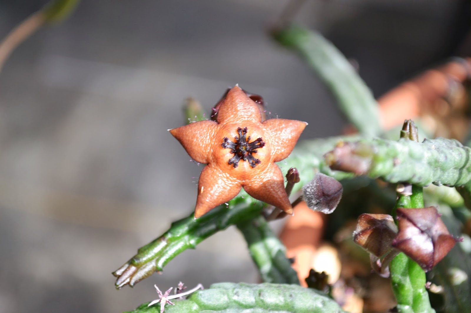 The Outlaw Gardener A quick visit to Watson's Nursery.
